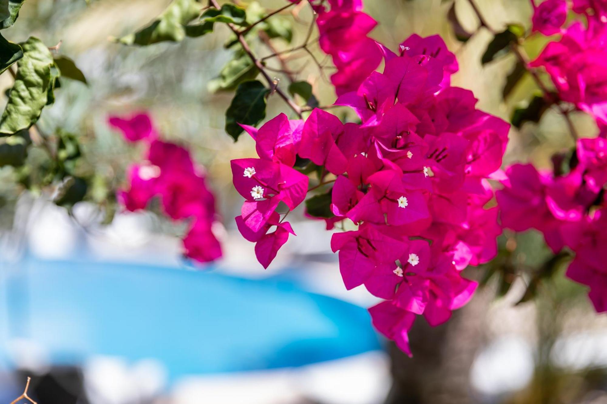 Vila Balaia - Luxury Boutique Villas البوفيرا المظهر الخارجي الصورة